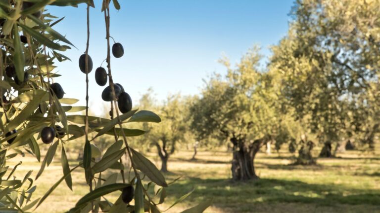 ASAJA Ciudad Real prevé un descenso del 15% en la cosecha de aceituna por la sequía