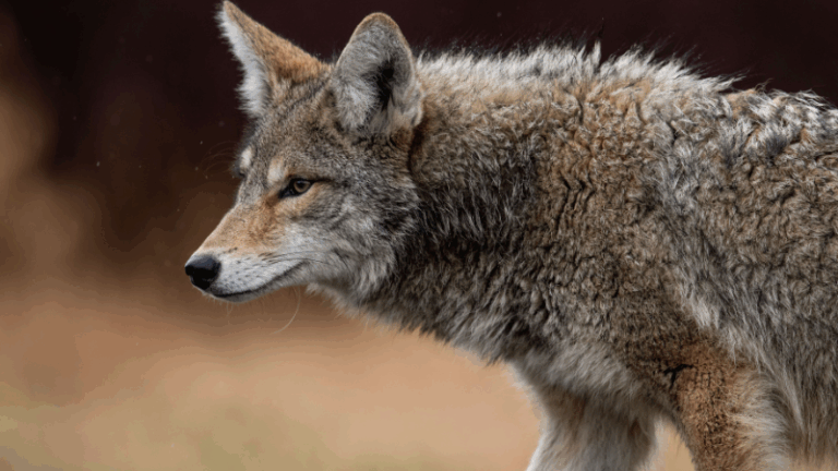 ARAG-ASAJA reclama medidas eficaces ante la creciente población del lobo en La Rioja