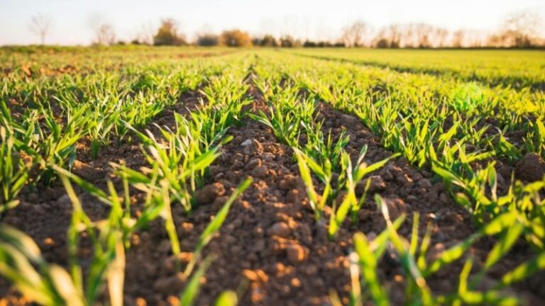 El FEGA revisa los importes provisionales de los eco-regímenes de la PAC 2025