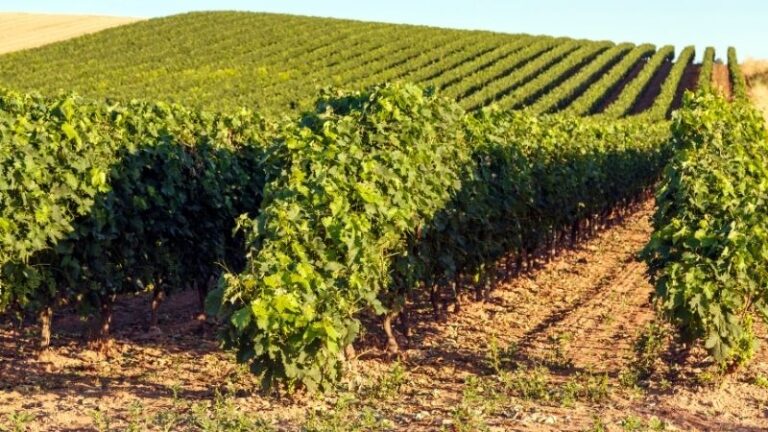 ARAG-ASAJA presenta a los grupos parlamentarios sus propuestas para los Presupuestos de La Rioja 2026