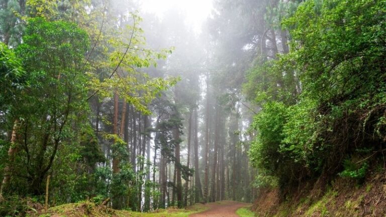 Ley de la UE sobre la deforestación: el Parlamento acelera la propuesta de simplificación