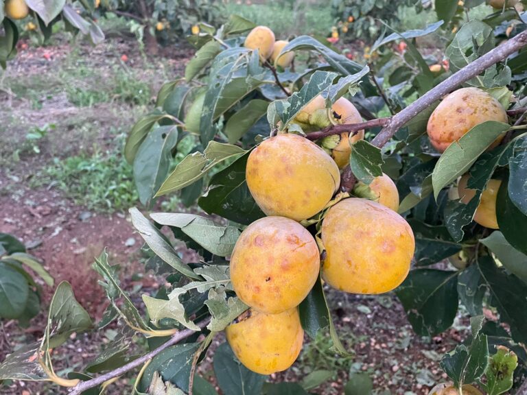 AVA-ASAJA estima que el granizo daña 5.000 toneladas de caquis en Carlet y Massalavés