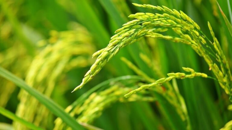 Con la llegada del trílogo sobre el SPG, el Copa y la Cogeca exigimos salvaguardias equilibradas para proteger a los productores de arroz europeos