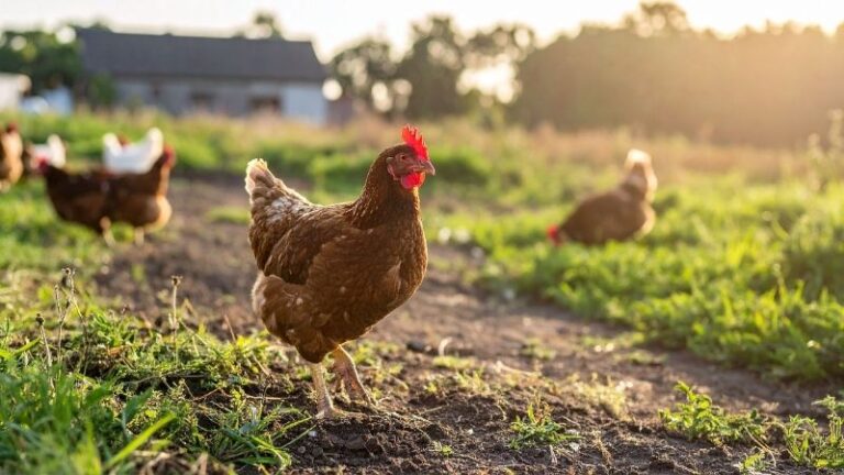 El MAPA refuerza medidas contra la influenza aviar y ordena el confinamiento total de aves de corral