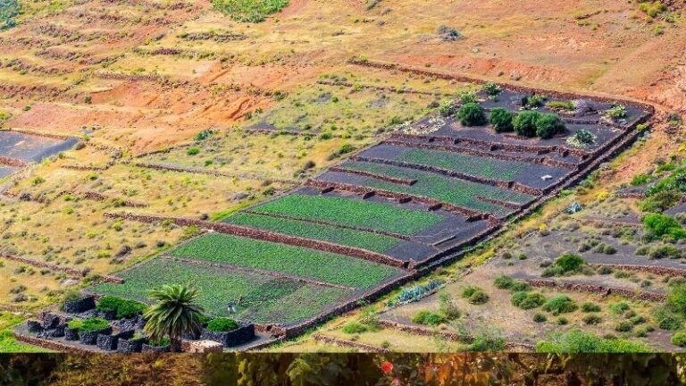 Las organizaciones agrarias reclaman al Gobierno de Canarias el pago del POSEI adicional adeudado a casi 8.000 productores
