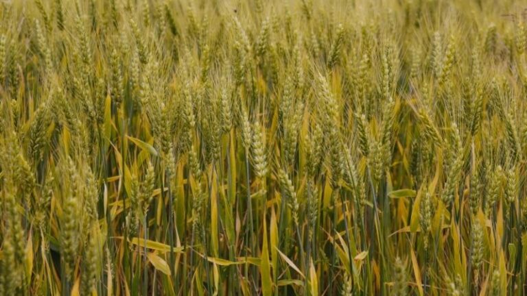 ASAJA Córdoba exige medidas urgentes de compensación ante la crítica situación del cereal en la campaña 2025