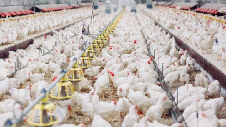 Crecimiento económico en los sectores avícolas de carne y huevos en 2025
