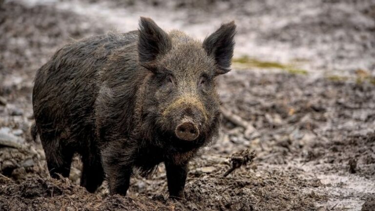 ARAG-ASAJA reclama flexibilizar e intensificar la caza de jabalíes y pide informar a los cazadores sobre las autorizaciones