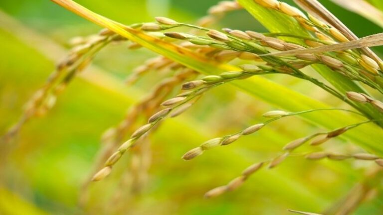 ASAJA denuncia el resultado del trílogo sobre el GSP y exige a España rechazar su ratificación para proteger al sector arrocero