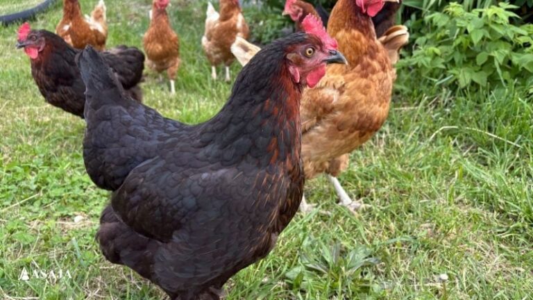 Gripe aviar en Lleida: sin nuevos focos y controles negativos en las granjas del entorno