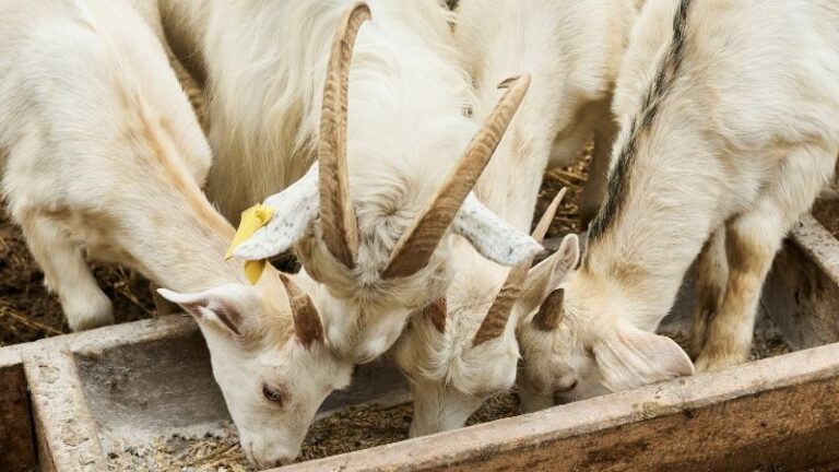 ASAJA Ciudad Real alerta de la “situación insostenible” en la ganadería y exige ayudas urgentes ante el impacto devastador de la lengua azul
