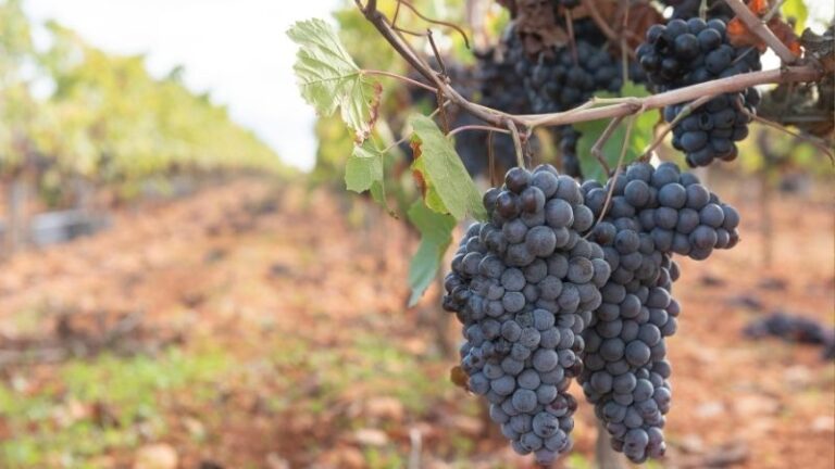 ASAJA – ARAG y UAGN respaldan los presupuestos del consejo para reducir la aportación de los viticultores en 2026