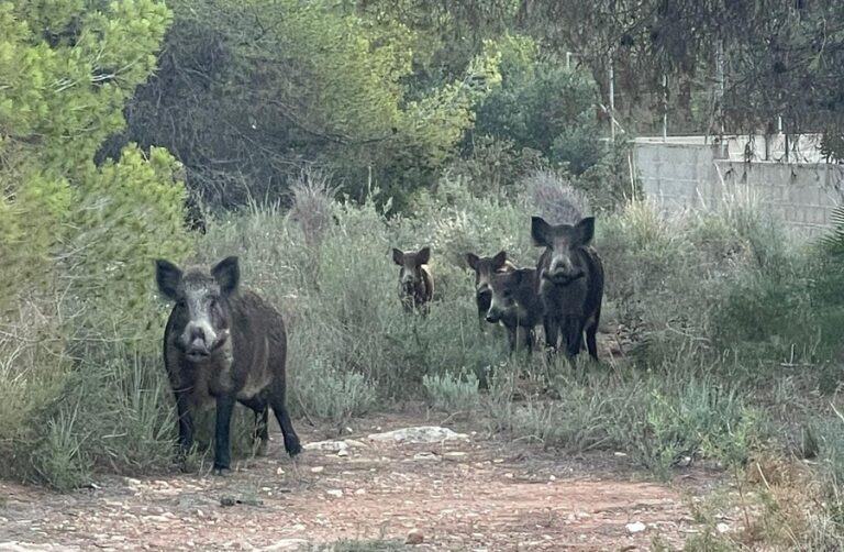 AVA-ASAJA destaca la bioseguridad del sector porcino frente a la PPA y exige el control del jabalí