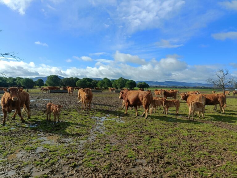 Extremadura amplía de 15 a 43 sus comarcas ganaderas para optimizar la gestión sanitaria