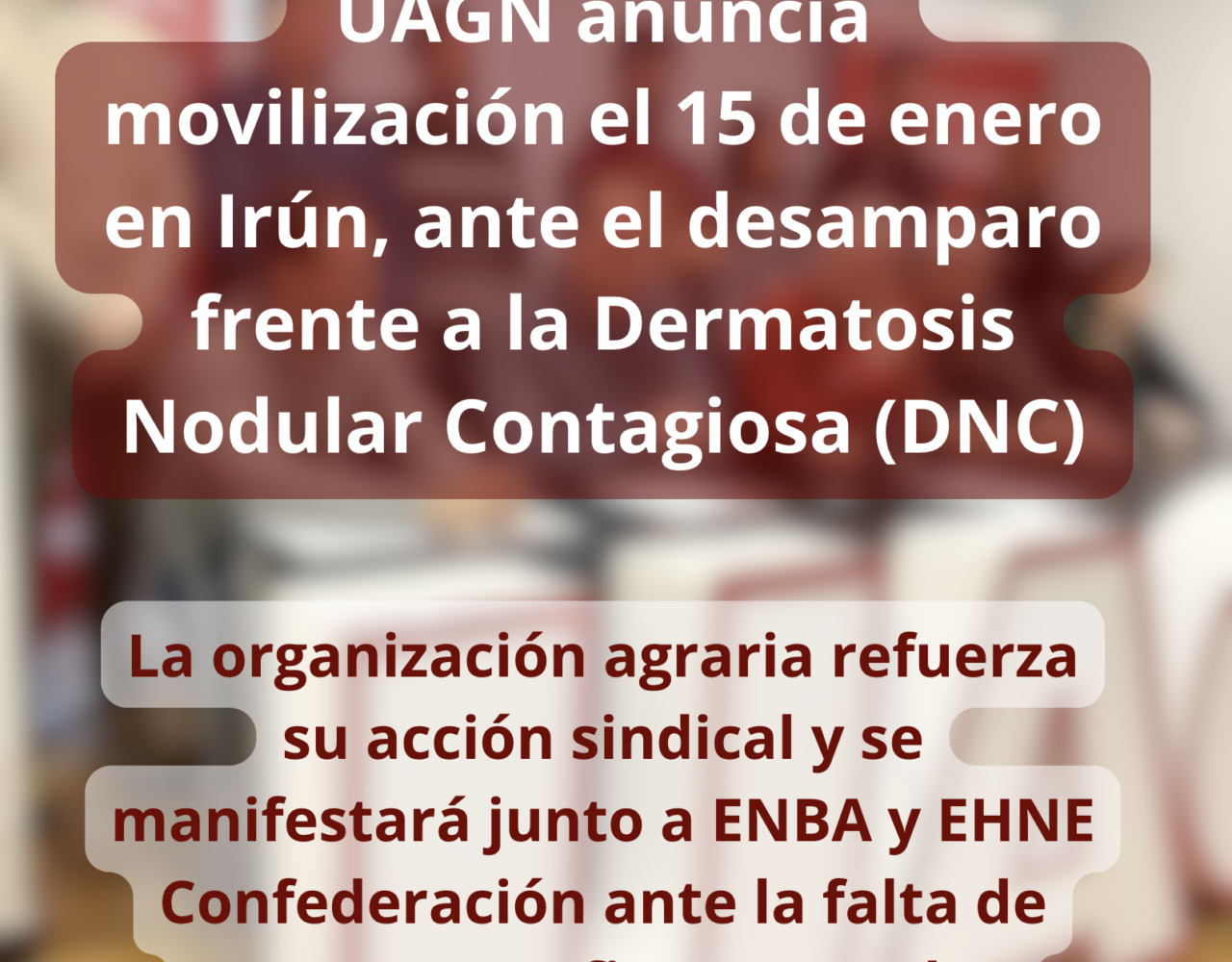 ASAJA Navarra UAGN anuncia movilización el 15 de enero en Irún ante el desamparo frente a la dermatosis nodular contagiosa (DNC)