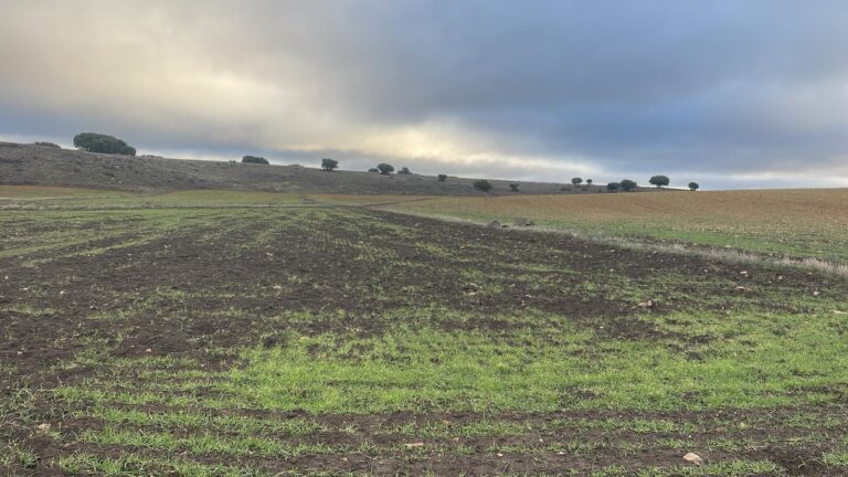ASAJA Ciudad Real denuncia la falta de control de la fauna silvestre ante los graves daños del jabalí en el Campo de Montiel