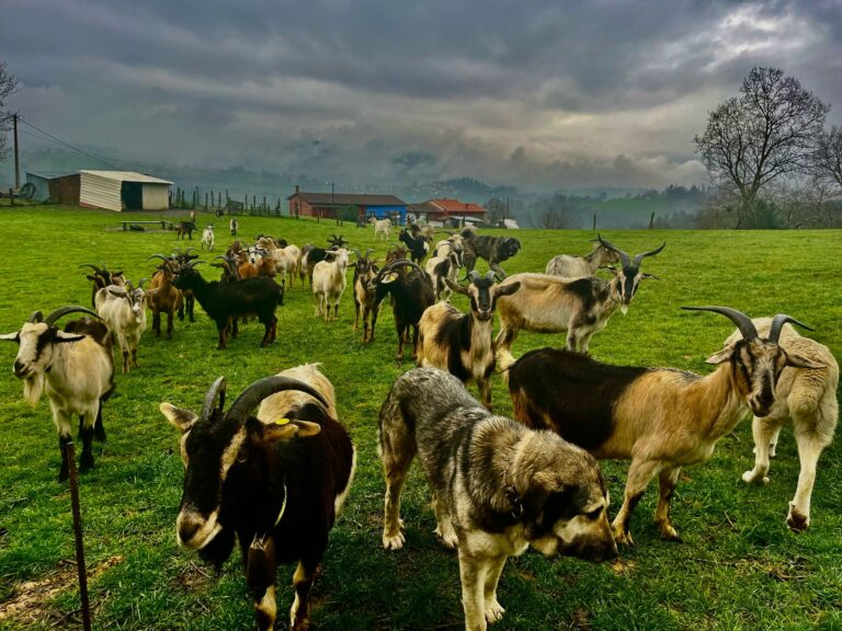 El abandono de la ganadería extensiva eleva el riesgo de incendios y reduce la disponibilidad de agua en el medio rural