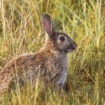 Convocatoria Asaja Madrid  - APAG Asaja Guadalajara