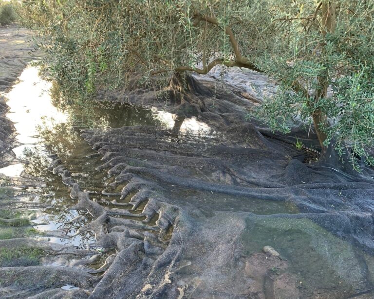 ASAJA Córdoba denuncia que la reducción de módulos del IRPF “es insuficiente” para el campo