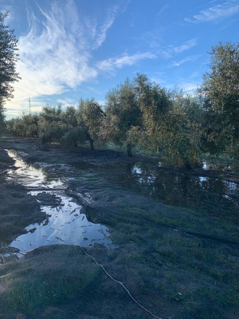 La producción de aceite de oliva en Córdoba se sitúa muy por debajo de lo previsto por el fuerte retraso de la recolección