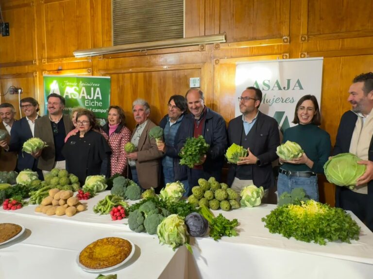 El Camp d’Elx incrementa un 7% la producción de hortalizas de invierno y alcanza los 24 millones de kilos 
