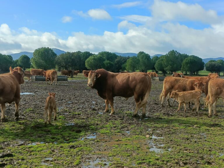 El Gobierno aprueba un real decreto que refuerza la coordinación entre administraciones y mejora la gestión del conocimiento en bienestar animal