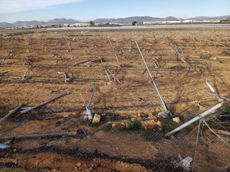 ASAJA Alicante alerta de importantes daños por los fuertes vientos en cultivos de la provincia tras el temporal 