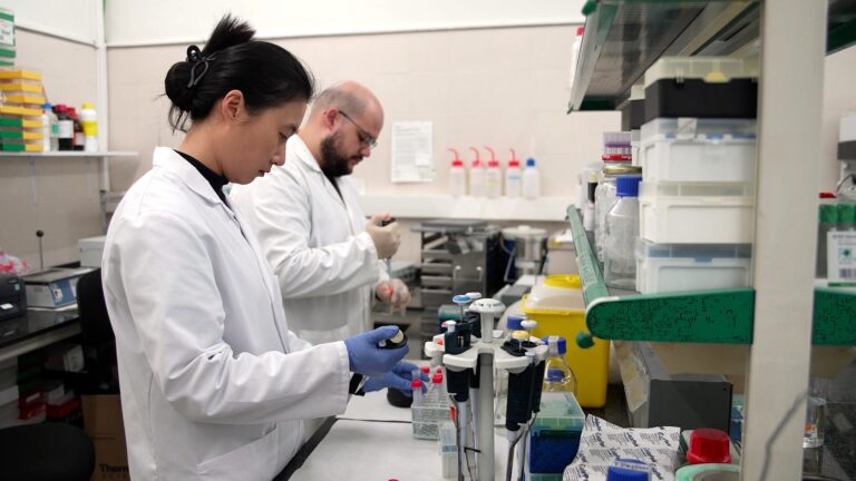 El aceite de oliva virgen mejora la función cognitiva en mayores al favorecer una microbiota intestinal más saludable