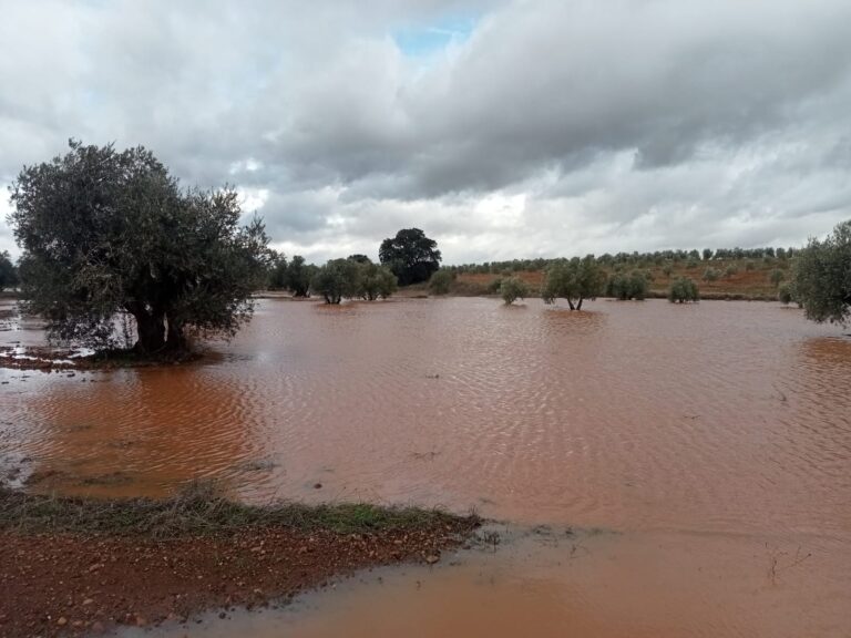 El temporal ‘Leonardo’ deja al campo español entre el alivio de los pantanos y la ruina de las cosechas