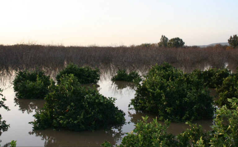 España solicita la activación del fondo agrícola de crisis de la UE por los daños de las borrascas