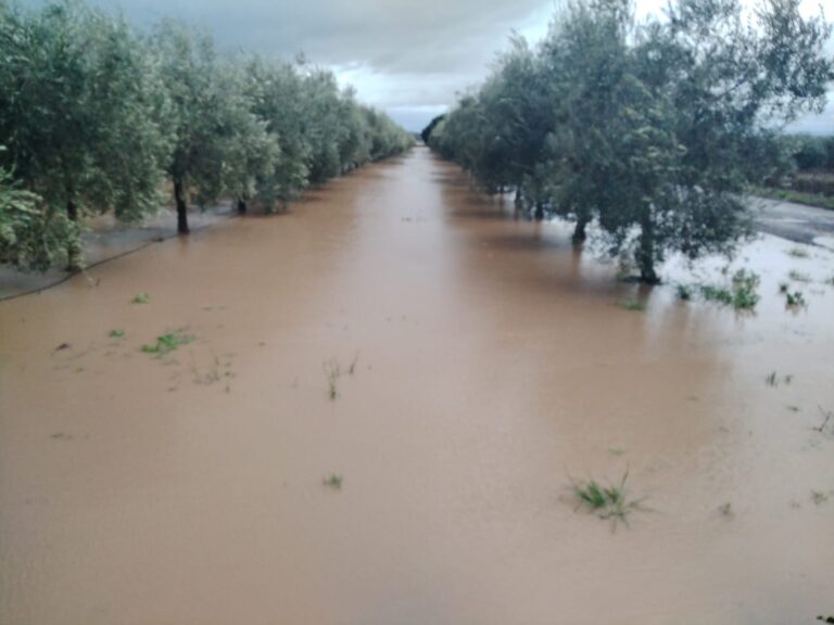 ASAJA Córdoba calcula en más de 700 millones de euros las pérdidas en el campo por el efecto de los últimos temporales
