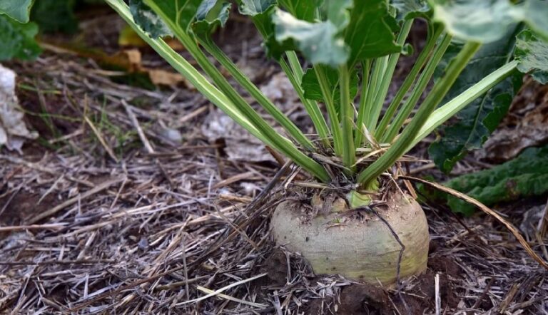 ASAJA Castilla y León exige cambios en la ayuda agroambiental de la remolacha para adaptarse a situaciones sobrevenidas