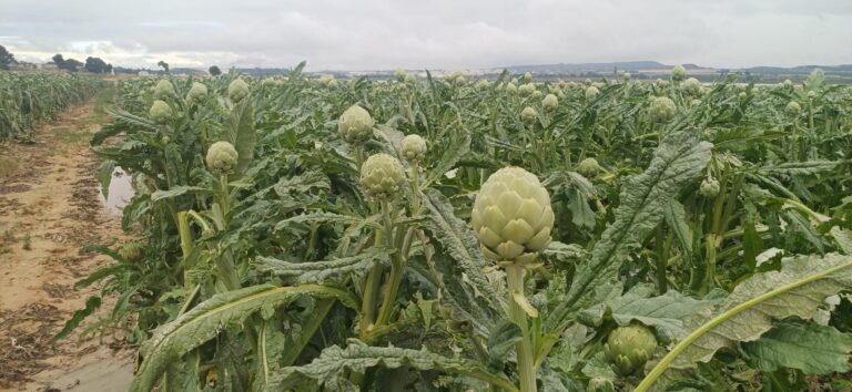 ASAJA valora las lluvias en el campo alicantino: mejoran las previsiones del secano y ahorran riegos en los cítricos.