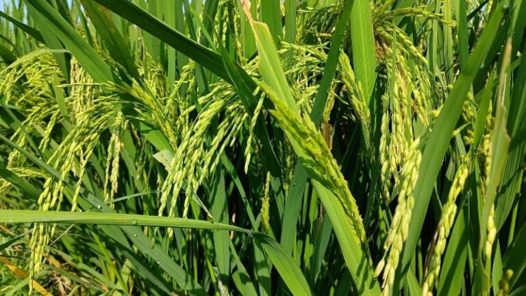 El sector arrocero europeo alerta de que, sin medidas urgentes, la producción de arroz está en riesgo de desaparecer