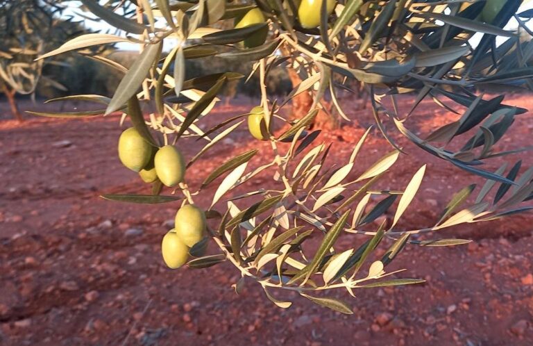 ASAJA Ciudad Real denuncia la impunidad ante los robos organizados de aceituna y exige mayor contundencia judicial