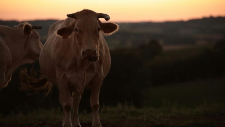 ASAJA Aragón pide rapidez en las indemnizaciones, una política nacional en sanidad animal y la creación de un fondo de contingencia para emergencias sanitarias del ganado como la actual