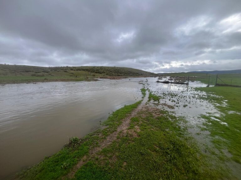 El Gobierno deja sin ayudas a los agricultores de 39 municipios de Sevilla afectados por el temporal