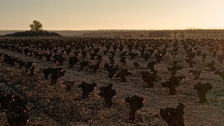 ASAJA Ciudad Real alerta de daños por heladas en viñedo y almendro en un momento clave para estos cultivos