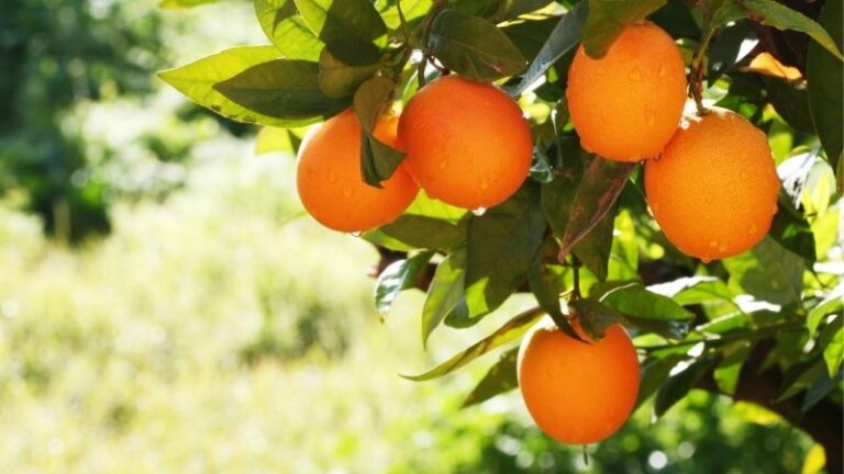 ASAJA Córdoba. La campaña de la naranja se encuentra al 60% de la recolección con una reducción de producción.