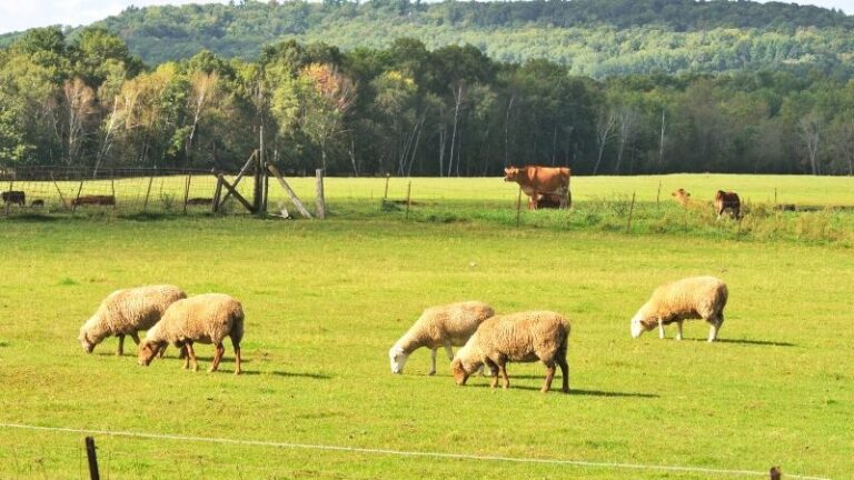 El sector agrario alerta: el acuerdo UE–Australia no puede sacrificar a la agricultura europea
