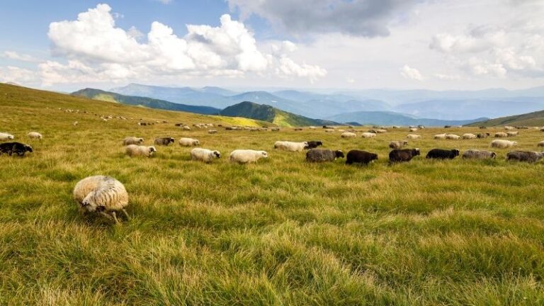 ASAJA Castilla y León apoya a la Junta frente a los irresponsables que han recurrido el levantamiento del acotamiento de pastos en montes quemados