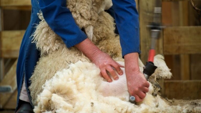 La lana, un recurso infrautilizado: Copa-Cogeca urge a la UE a eliminar barreras legales y reactivar el sector