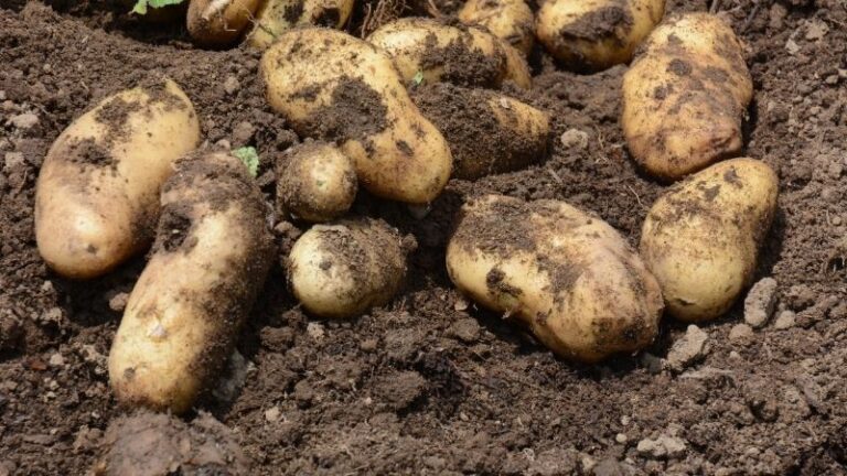 Ampliación del período de suscripción del seguro de explotaciones de hortalizas al aire libre ciclo otoño-invierno 