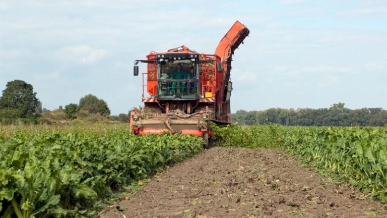 ASAJA pide a Planas la suspensión inmediata del IPP para frenar el desplome del mercado del azúcar