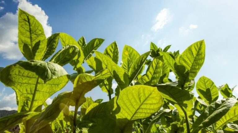 Asaja Extremadura denuncia que el Gobierno de España pretende acabar con el cultivo del tabaco