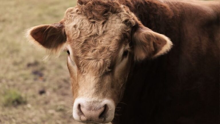 ASAJA Navarra, UAGN alerta de riesgos para la salud pública y la seguridad alimentaria tras la activación provisional del acuerdo UE‑Mercosur
