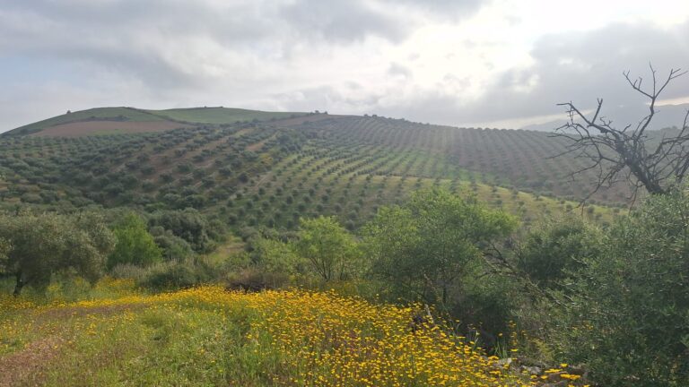 Ardales (Málaga): olivar de montaña, almazara familiar y marca propia en una explotación modelo del Programa CULTIVA
