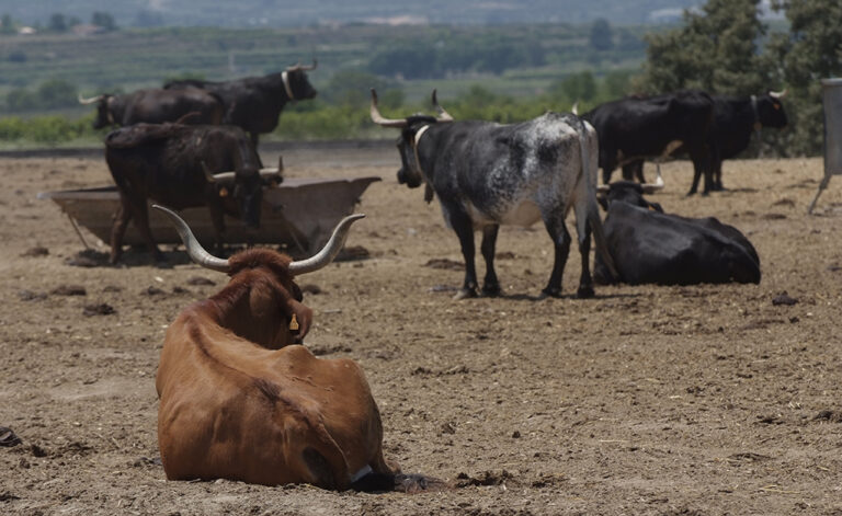 AVA-ASAJA exige vacunar las granjas de vacas de Castellón por el temor a la DNC