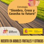 CURSO: Injerto en árboles frutales y cítricos