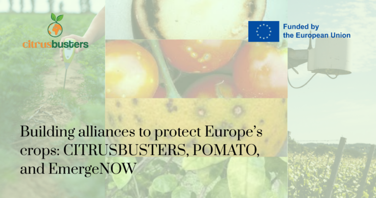 Construyendo alianzas para proteger los cultivos de Europa: CITRUSBUSTERS, POMATO y EmergeNOW